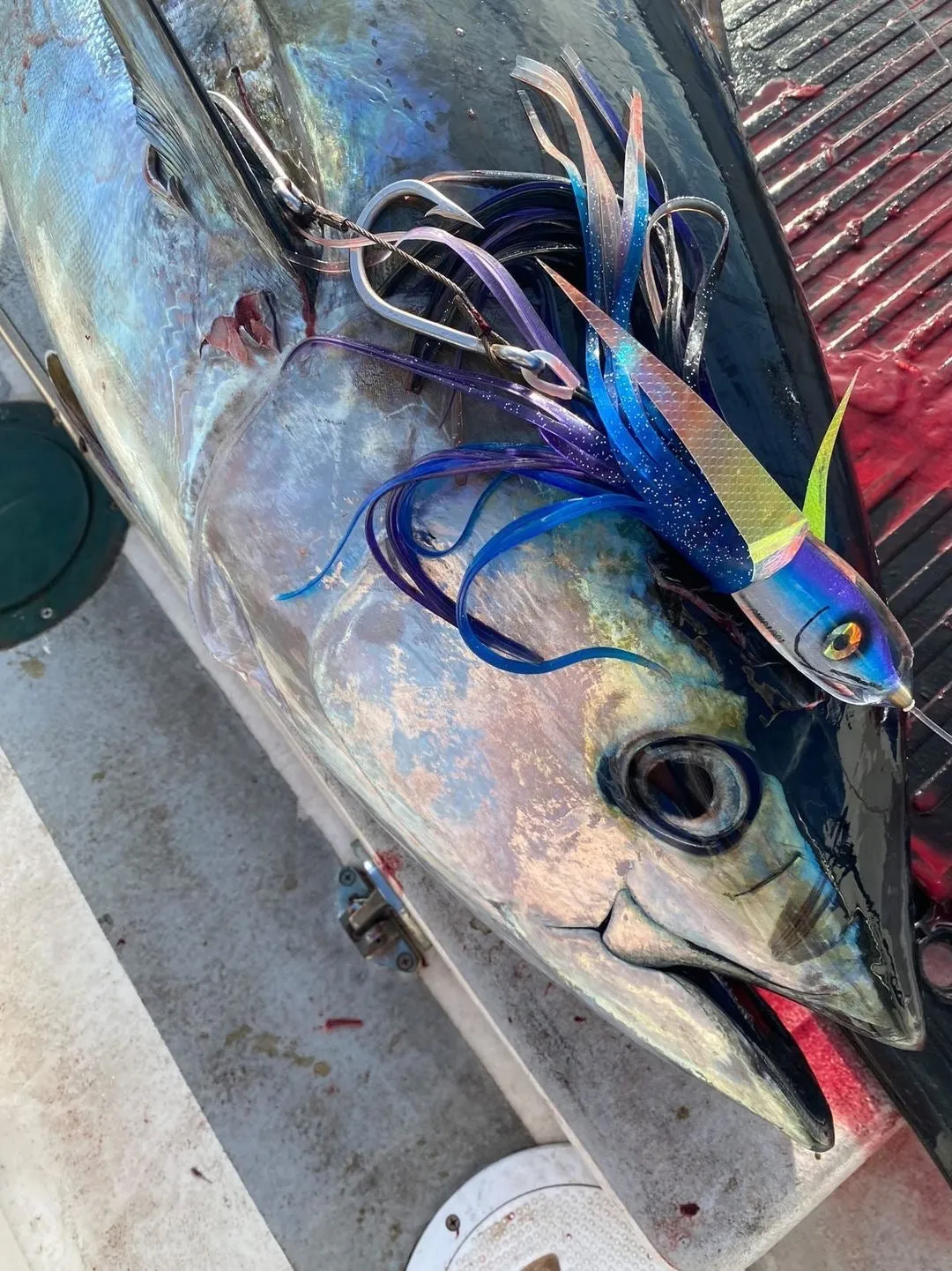 9" Moke Series: Malolo (Flying Fish)