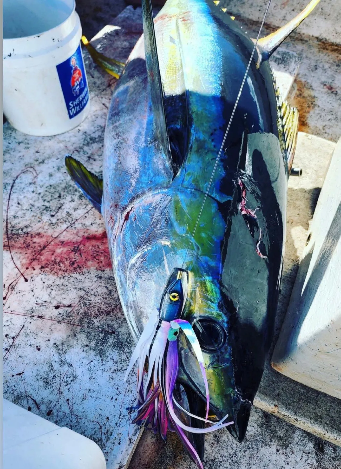 9" Moke Series: Malolo (Flying Fish)